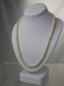 A Single Strand of K. Mikimoto Pearls, in the original box, approx 45 cms