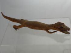 An Antique Taxidermy Baby Alligator approx 45 cms