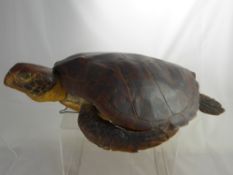 An Antique Complete Taxidermy Turtle, approx 64 x 43 cms