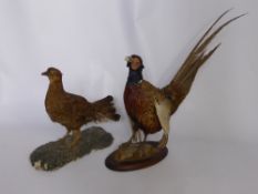 A Vintage Taxidermy Cock and Hen Pheasant.