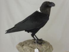 An African Raven by Carl Church, approx 50 cms high.