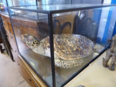 A Victorian Taxidermy Hawks Bill Turtle, in a glass case measuring 51 x 36 x 29 cms.