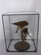 A Taxidermy Eurasian Kestrel on a stand in a glass case with CITES Certificate.