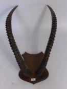 A Pair of Mounted Sable Antelope Horns, approx 94 cms long.