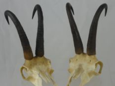 A Pair of Mounted Taxidermy Chemois Antelope Horns, approx 20 cms long.
