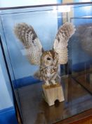 A Taxidermy Tawny Owl in a Glass Case, with CITES Certificate.