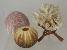 A White Coral together with two sea anemone shells, a box of fossils including ammonite and a case