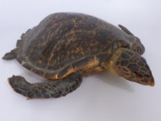 A Taxidermy Green Turtle, with a certificate, approx 70 x 60 cms.