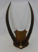 A Pair of Mounted Sable Antelope Horns, approx 94 cms long.