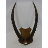 A Pair of Mounted Sable Antelope Horns, approx 94 cms long.