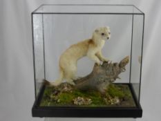 A Taxidermy Figure of a Stoat, in leaded glass case, approx 33 x 20 x 32 cms.