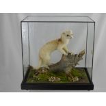 A Taxidermy Figure of a Stoat, in leaded glass case, approx 33 x 20 x 32 cms.