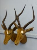 A Pair of Mounted Taxidermy Hartebeest Heads.