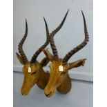 A Pair of Mounted Taxidermy Hartebeest Heads.