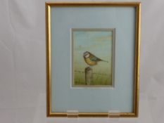 John Dolton, Two Water Colour Paintings of Birds, one a Blue Tit and the other a Robin approx size 9