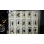 CASE OF INSECT SPECIMENS