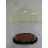 Victorian glass display dome on moulded wooden stand