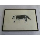 Glynn Boyd-Harte, crayon and pencil drawing, Cockle Cat, signed bottom right - 35 x 52.5cm