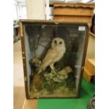 A taxidermic barn owl in naturalistic surround, cased.