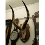 Antelope's head mounted on plaque