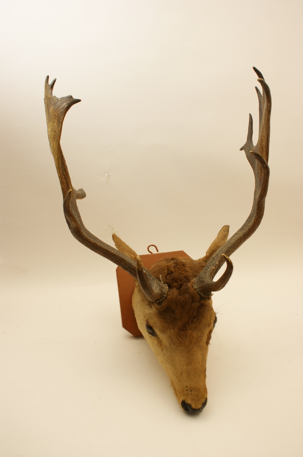 Fallow deer buck sporting trophy, 50cm a - Image 2 of 2