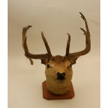 Fallow deer buck sporting trophy, 50cm a