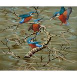 Ralston Gudgeon RSW (1910-1984), Kingfisher feeding fledglings, watercolour, signed,