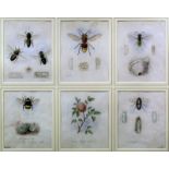 W. Frohawk (19th Century English School) - Six studies of bees and flowers, each 6.5ins x 5.25ins,