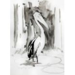 Clifton Ernest Pugh (1924-1990) - Ink and wash drawing - "Dingo King" - Study of a standing pelican,
