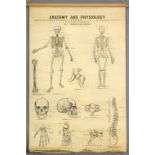 A set of six linen backed anatomy posters published by John Wright & Sons Ltd, Bristol - "Anatomy