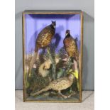 A cased taxidermy study of three pheasants and a red squirrel in naturalistic surrounding, 23.5ins x