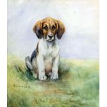 Florence Jay (fl. 1905-1920) - Watercolour - Study of a seated foxhound puppy, 9.5ins x 8.5ins,