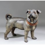 A late 19th Century Austrian polychrome terracotta model of a standing pug with inset glass eyes,