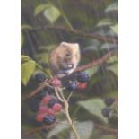 NIGEL ARTINGSTALL (b.1963)  THREE ARTIST SIGNED COLOUR PRINTS 'Harvest Mouse', 'Red Fox' and '