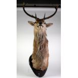 A STAG'S HEAD with antlers on a wooden shield plaque, 56 1/2" (143.5cm) high