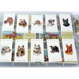 ALBUM OF CIGARETTE CARDS, including; OGDEN'S "FOWLS PIGEONS & DOGS" (COMPLETE), OGDEN'S "POULTRY" (