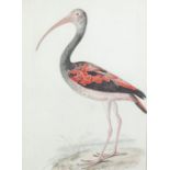 19th CENTURY ENGLISH SCHOOL COLOURED ENGRAVING 'Scarlet Ibis' A bookplate 15 1/2" x 10 1/2" (39.5