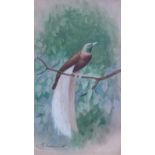 H. GOODCHILD (Early Twentieth Century)  WATERCOLOUR   An exotic tropical bird perched upon a