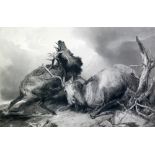 AFTER R ANSDELL  LARGE BLACK AND WHITE LITHOGRAPHIC PRINT  of rutting stags entitled "The