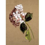 NANCY PICKUP GOUACHE DRAWING ON BUFF PAPER Still life - Spray of Hydrangea flowers Signed 17" x 12