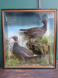 VICTORIAN DISPLAY CASE CONTAINING TWO TAXIDERMY BIRD SPECIES