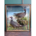VICTORIAN DISPLAY CASE CONTAINING TWO TAXIDERMY BIRD SPECIES