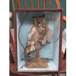 VICTORIAN TAXIDERMIC SPECIMEN OF AN OWL (AT FAULT)