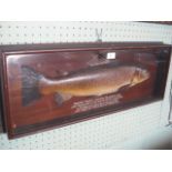 A reproduction wall-hanging cased model of a brown trout, the original 'caught in Blagdon Lake,