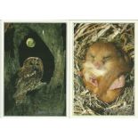 Signed Wildlife postcard collection Four items dormouse, tawny owl, barn owl and hedgehog.