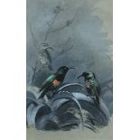 Archibald Thorburn (British, 1860-1935) Sunbirds initialled lower right "AT" watercolour 14 x 9cm (5