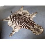 Zebra, (Equus quagga), a full skin rug, felt backed and trimmed 275cm (107in)