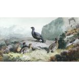 Archibald Thorburn (1860-1935) 'Black Game in the Peat Hag' signed lower left with "AT" in