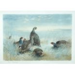 Archibald Thorburn (Scottish, 1860-1935) Grey Partridge signed lower left "Arc. Thorburn" and