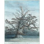 I Johnson (British, 18th Century) Oak tree at Winfarthing, Norfolk, on the estate of the Rt. Hon